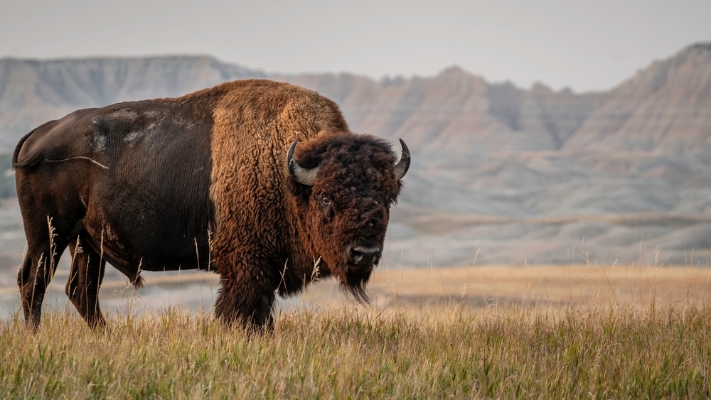 American Bison In South Dakota