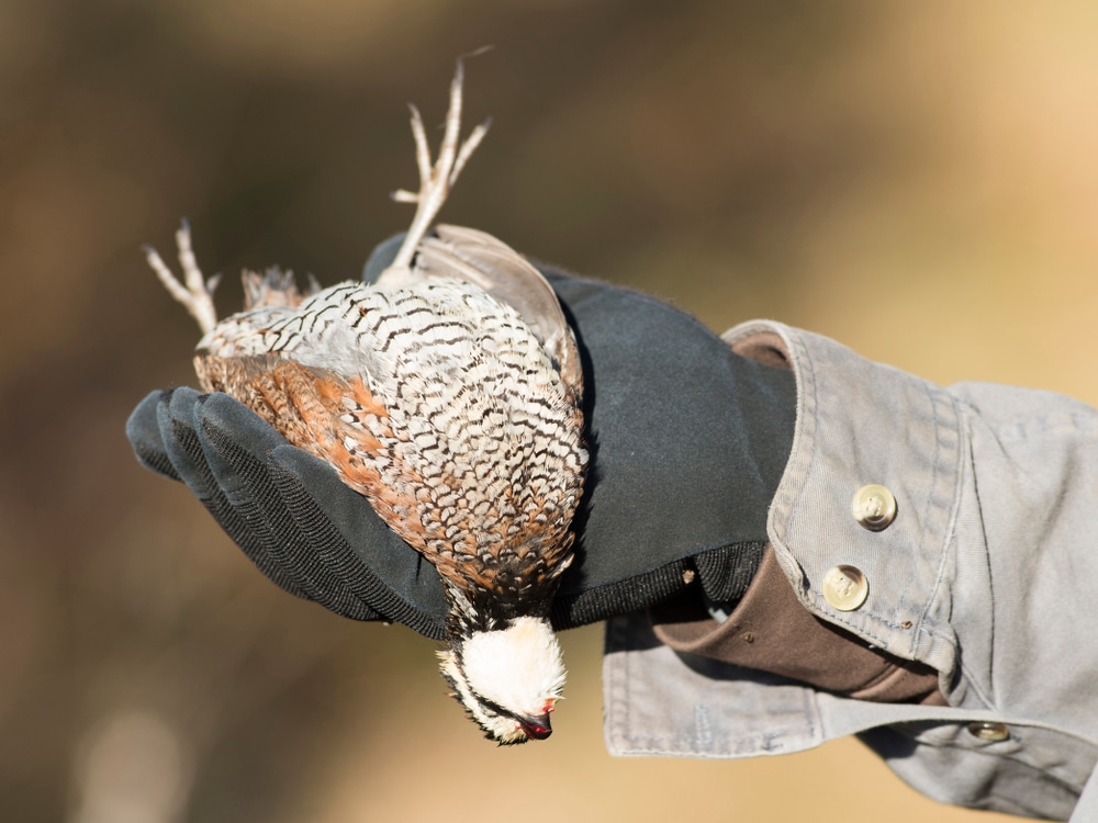 Bobwhite Quail Hunting