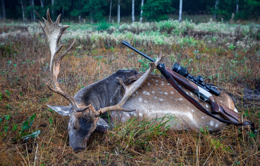 Hunting Rifle With Telescopic Sight And Trophy Of Male Fallow