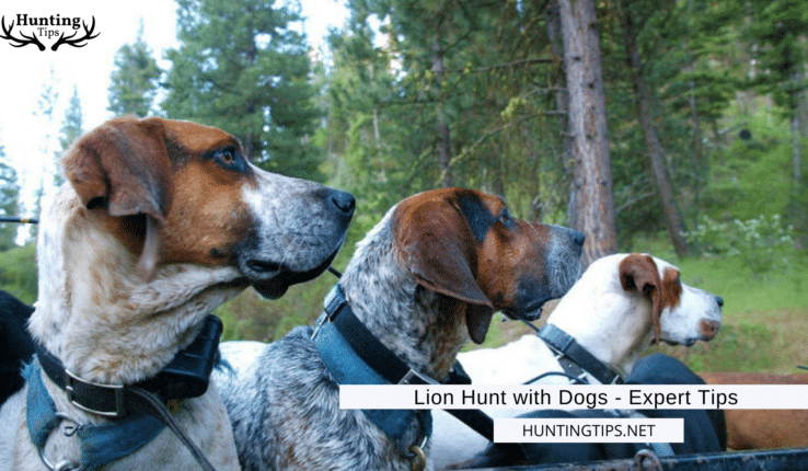 Lion Hunt with Dogs – Expert Tips