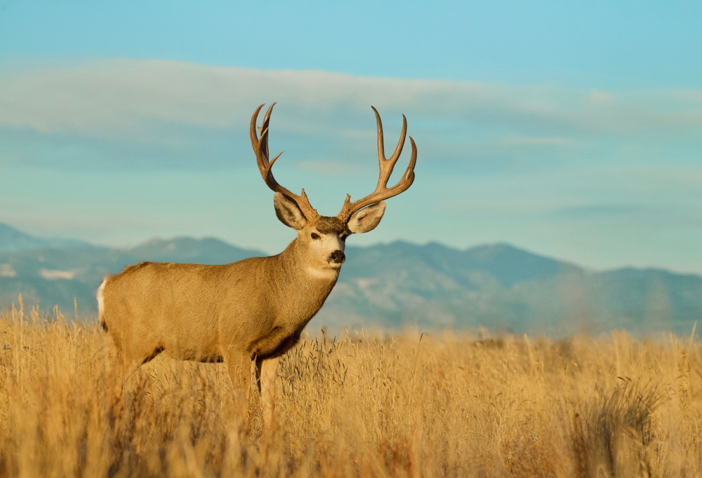 Mule Deer Buck Environmental Portrait With The Rocky Mountain Foothills