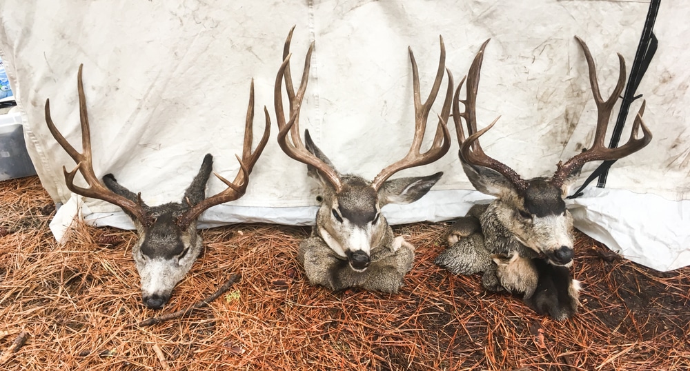 Mule Deer On Display At Hunting Camp Three Trophy Deer