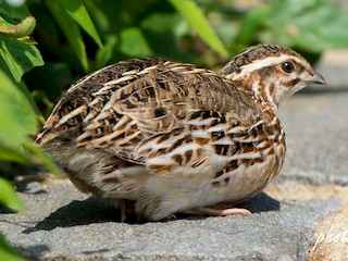 Quail Species and Behavior 