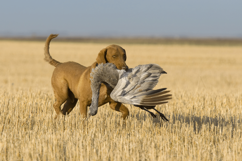 Retriever with Sandhill Crane