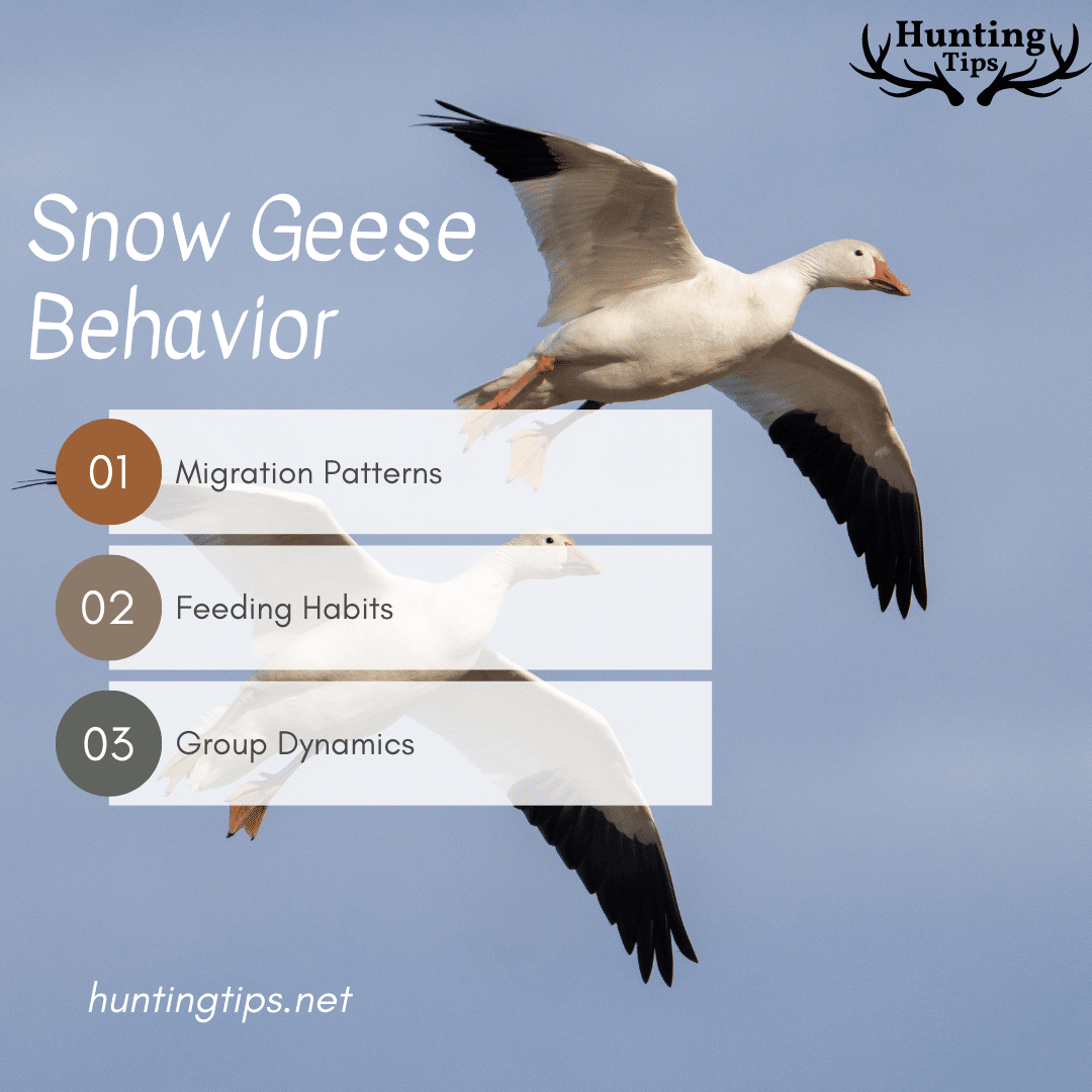 Snow Geese Behavior