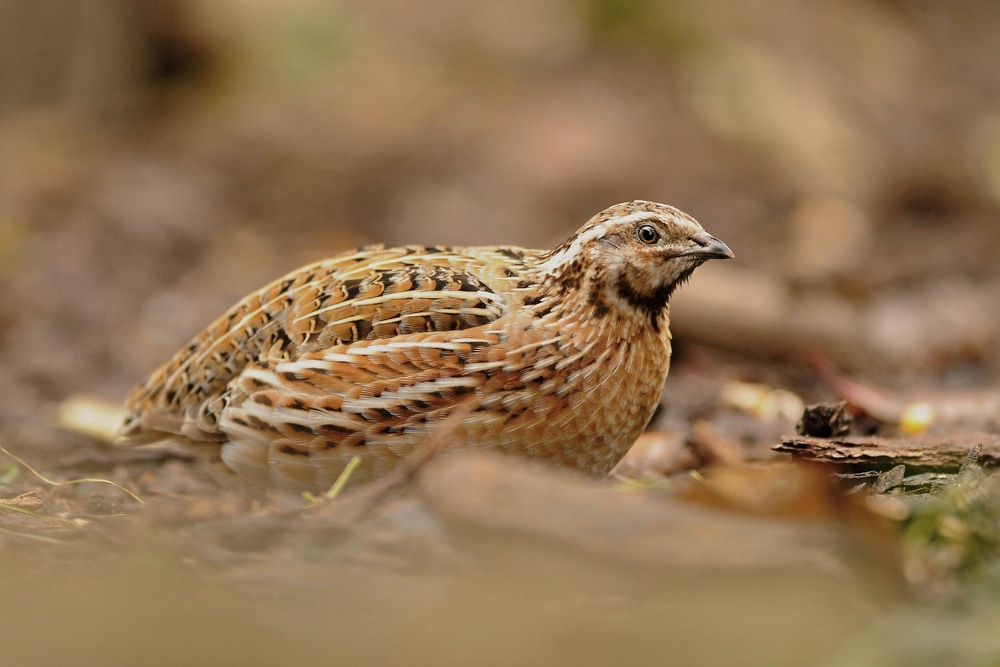 The Common Quail (coturnix Coturnix) A Small Ground nesting bird