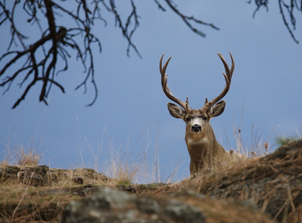 Trophy Buck Mule Deer Hunting Colorado Utah Montana Idaho Washington