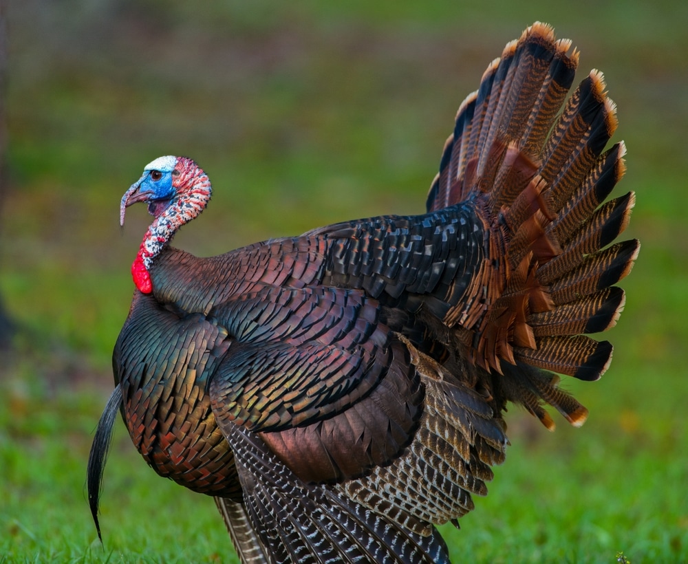 Wild Osceola turkey - Meleagris gallopavo osceola - aka Florida turkey