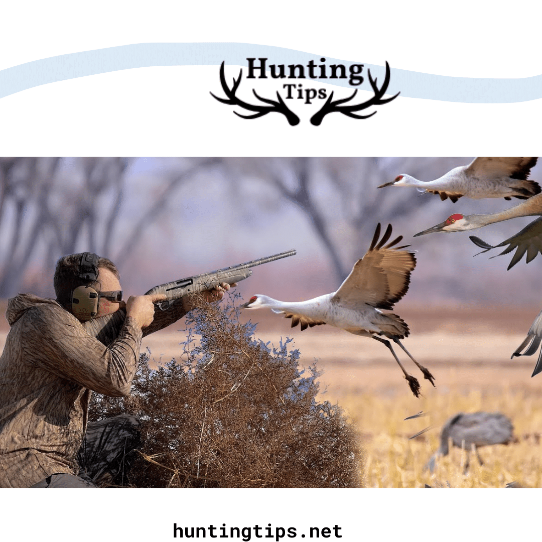 a hunter aiming at cranes