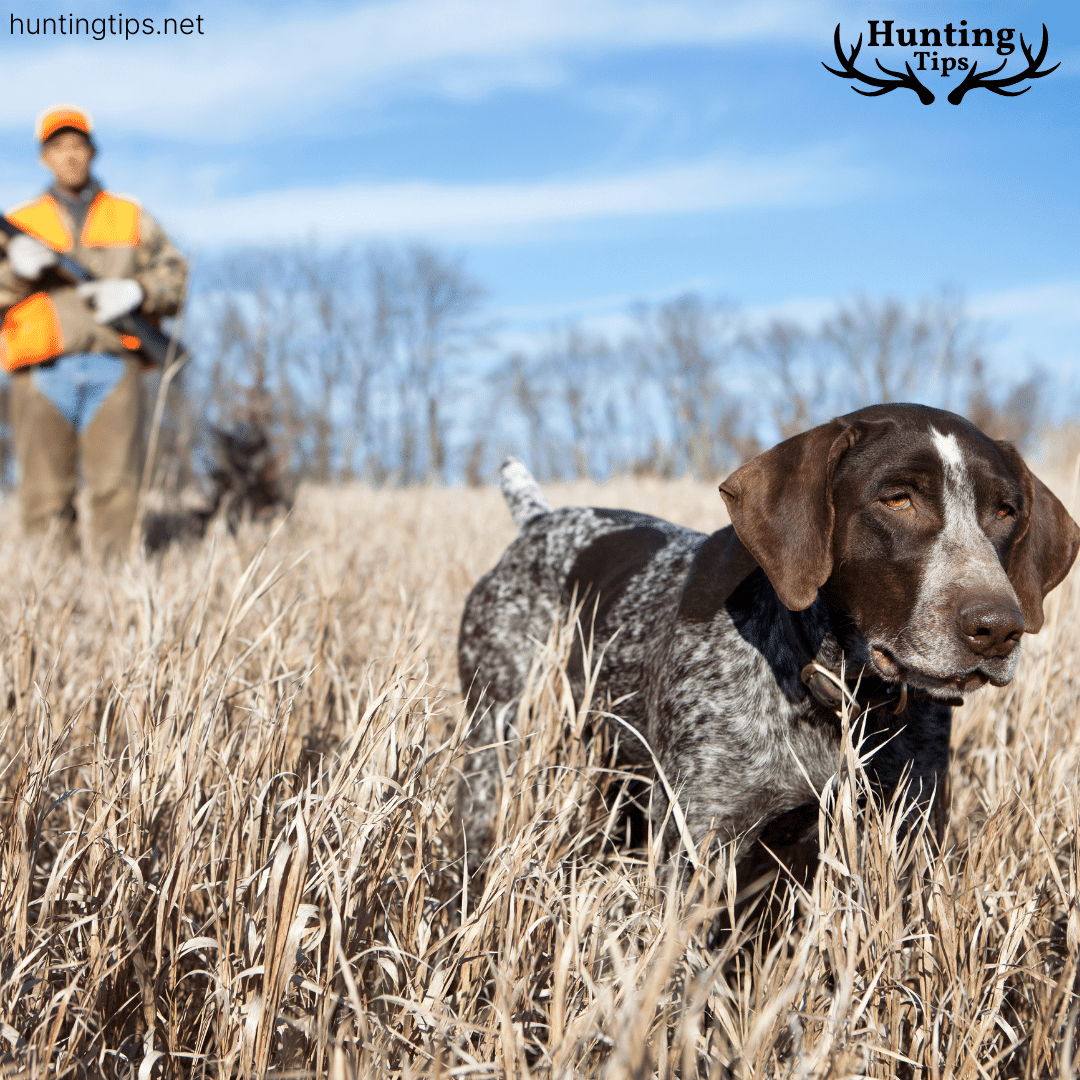 hunting dog