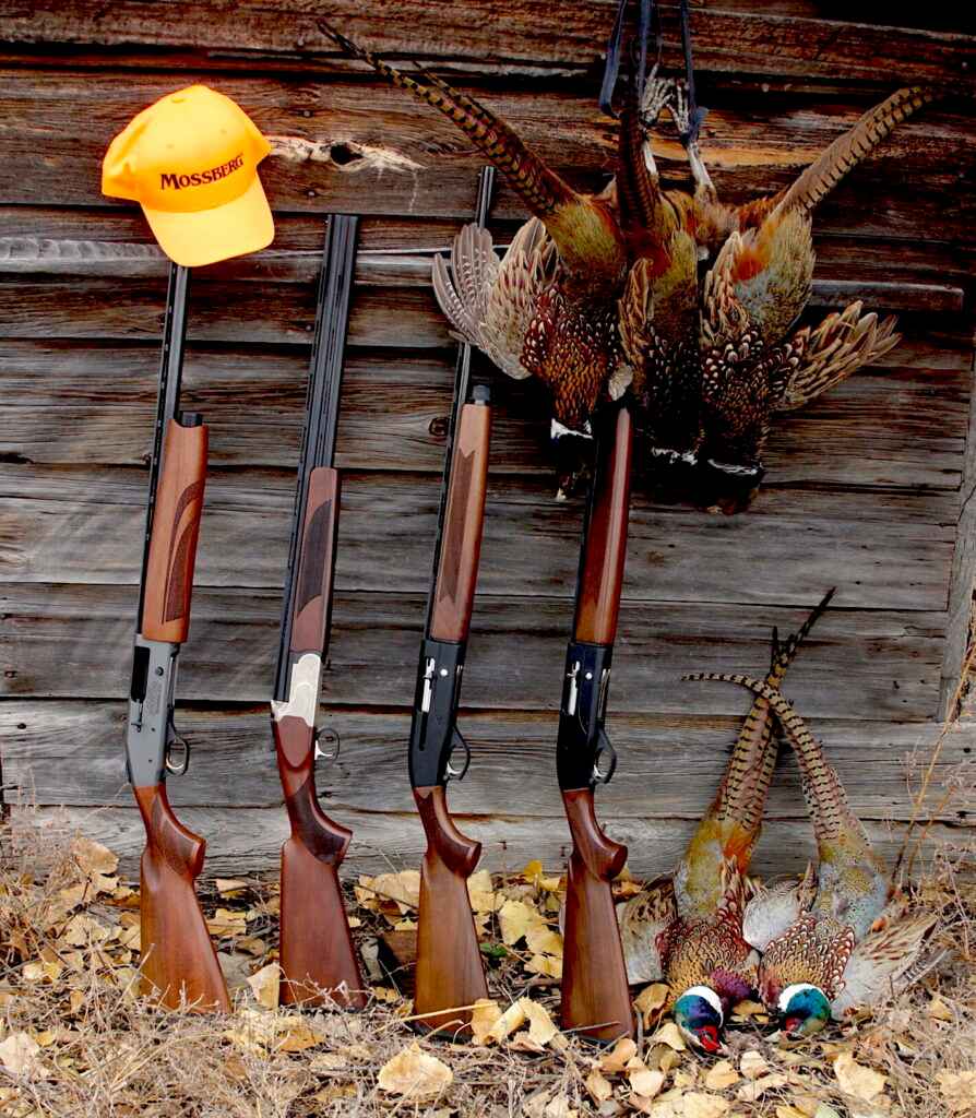 Introduction to Quail Hunting 