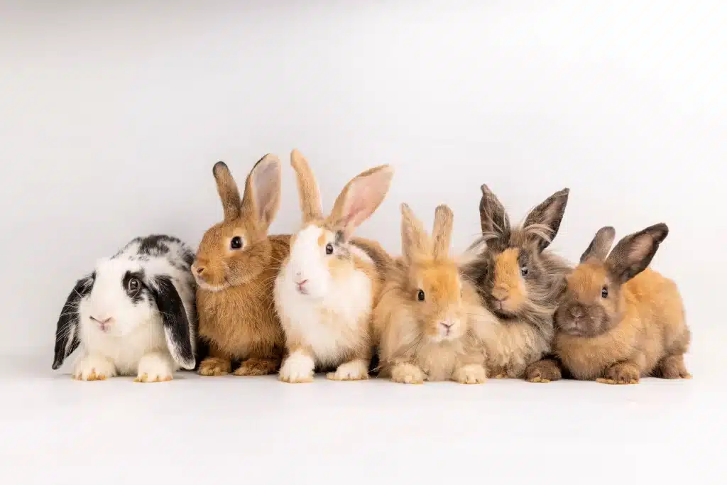 different color and breed rabbit pets