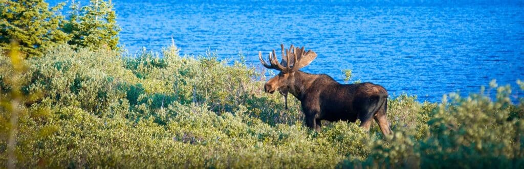 A backview of a moose standing by the riverside