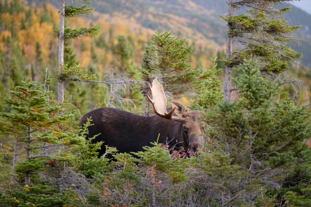 A Bull Moose In The Woods Of Maine