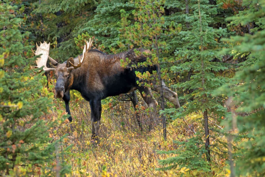 A view of a Moose deer roaming in a forest