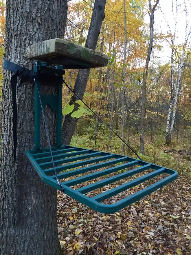 A view of a tree a stand in a forest