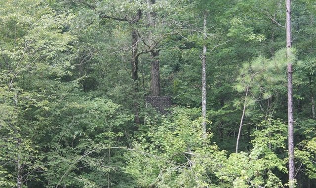 A view of trees in the forest