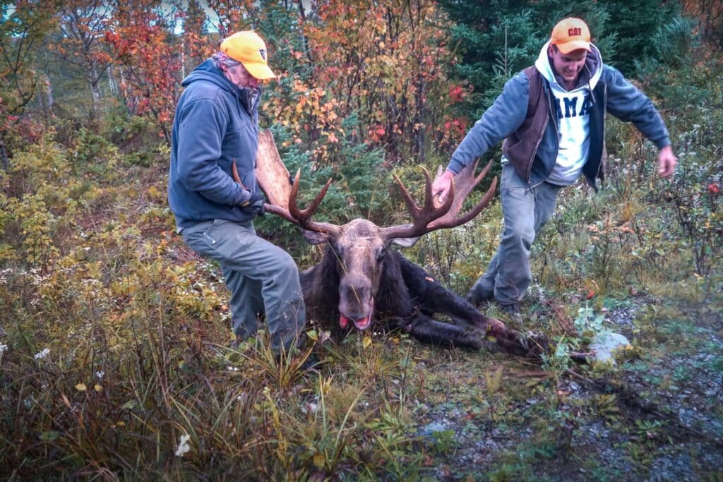 A view of two guys dragging a Moose deer by horns in a forest