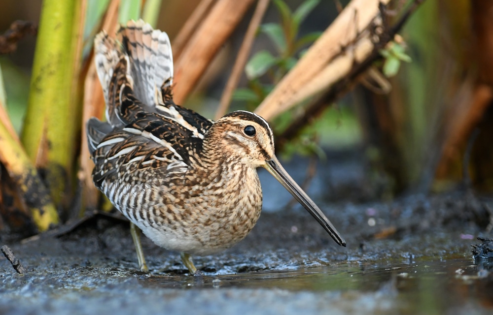 Common Snipe (gallinago Gallinago)