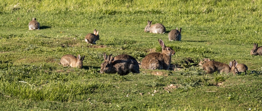 European Rabbit Common Rabbit Bunny Oryctolagus Cuniculus Sitting On A field