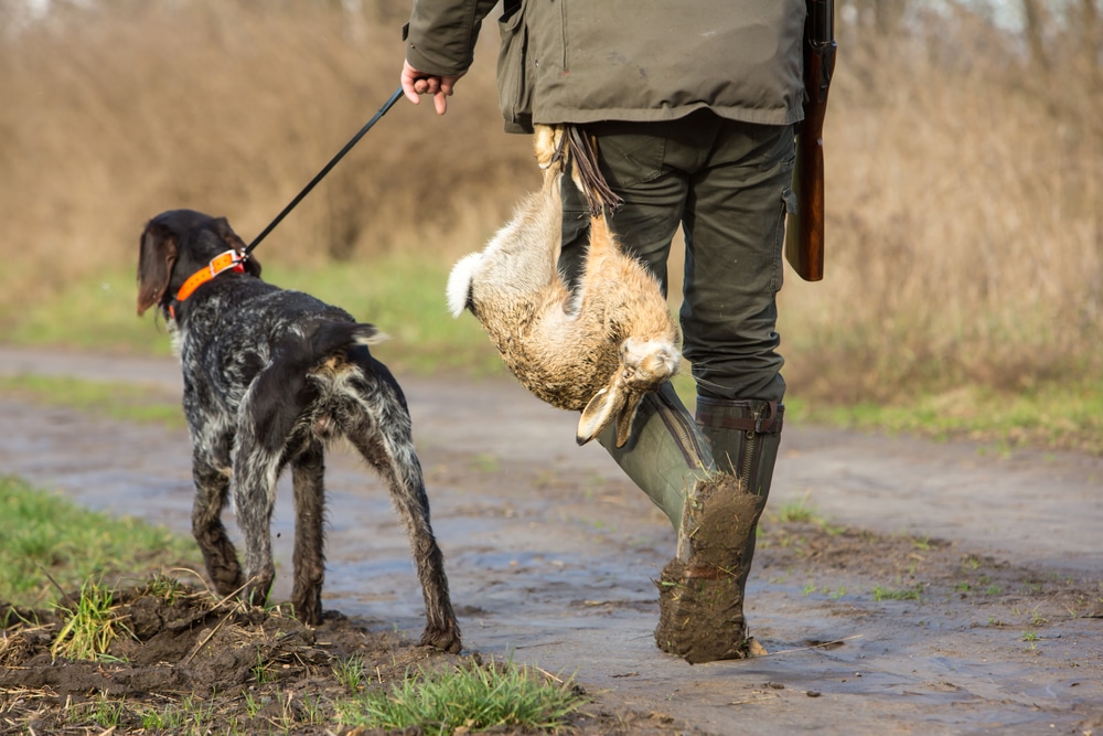 Hunter Man With His Prey And Dog