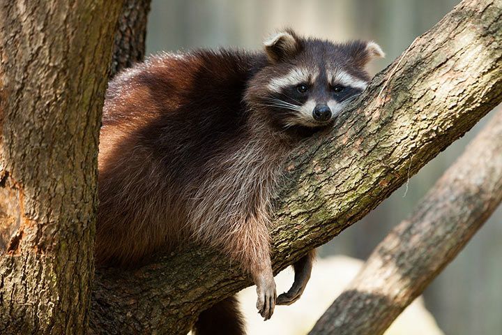 Raccoon lying on a tree