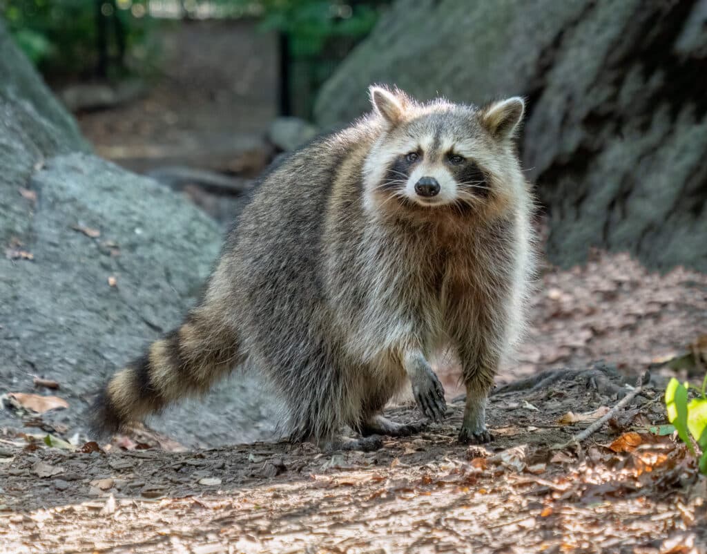 Raccoon standing on the ground