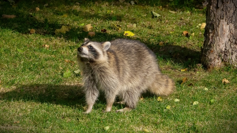 Raccoons Seeking Food At House Backyard