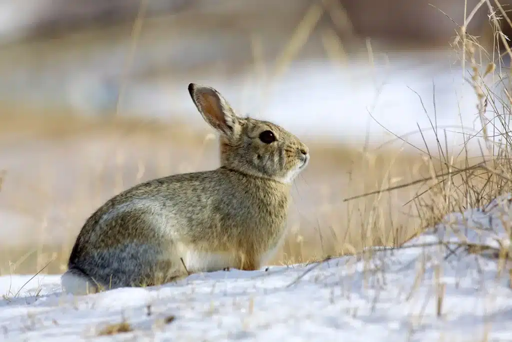 a brown color rabbit in snow