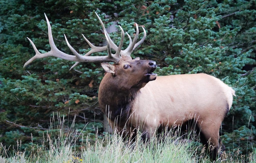 an elk in the jungle