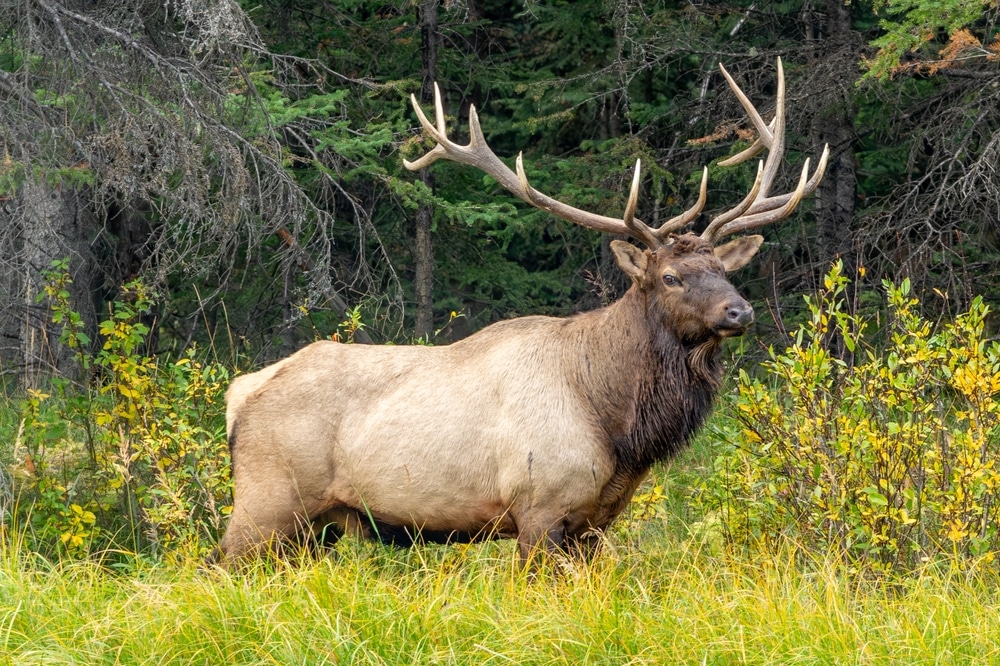 Large Bull Elk With Antlers In Tall Green Grass Beside