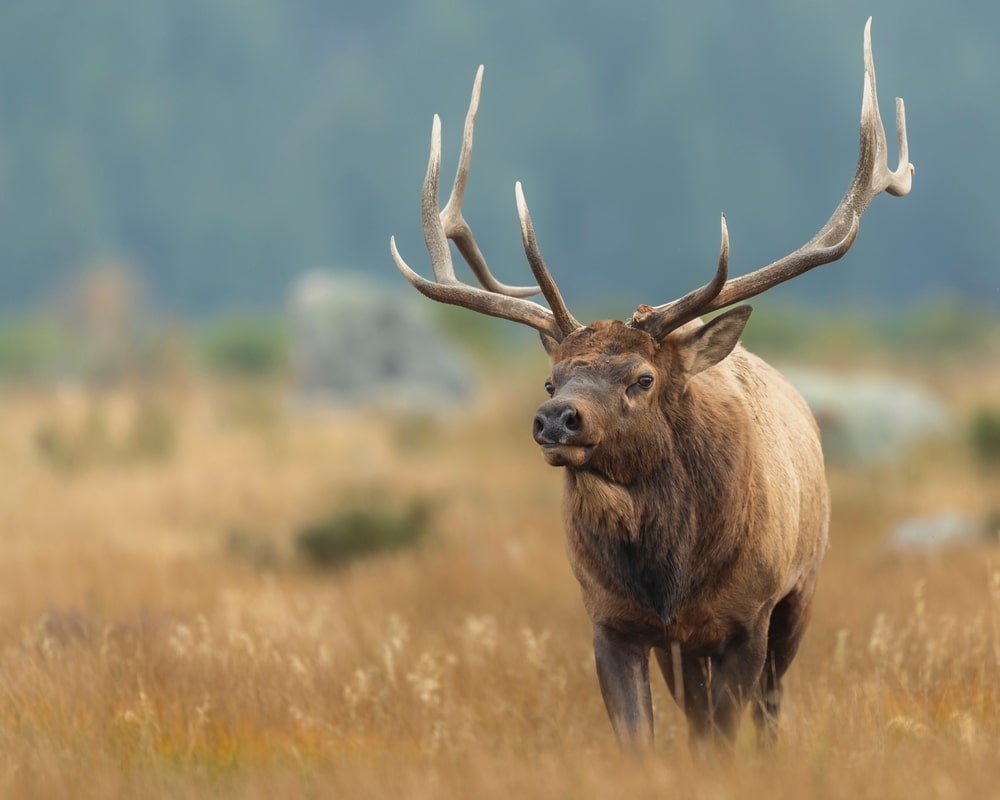 Bull Elk Trotting To Defend His Harem Of Cow Elk