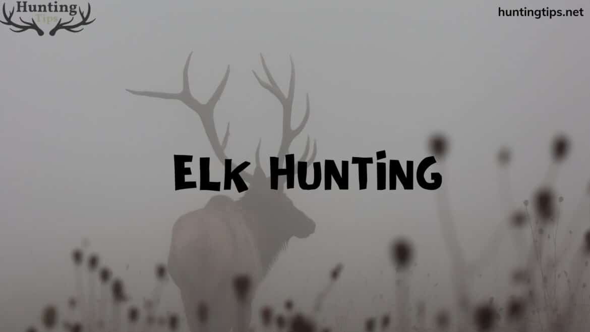 elk hunting elk hunting