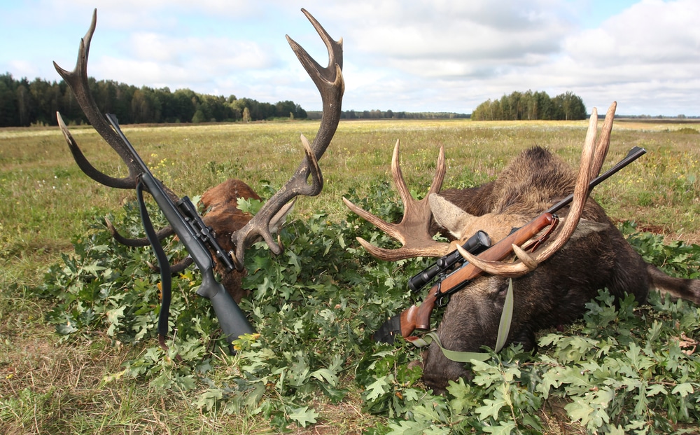 elk hunt in a jungle