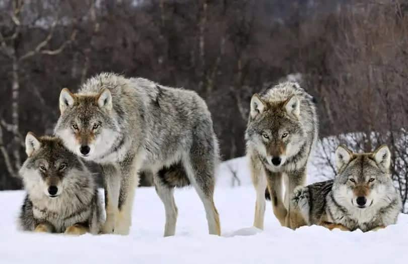 pack of wolves in snow