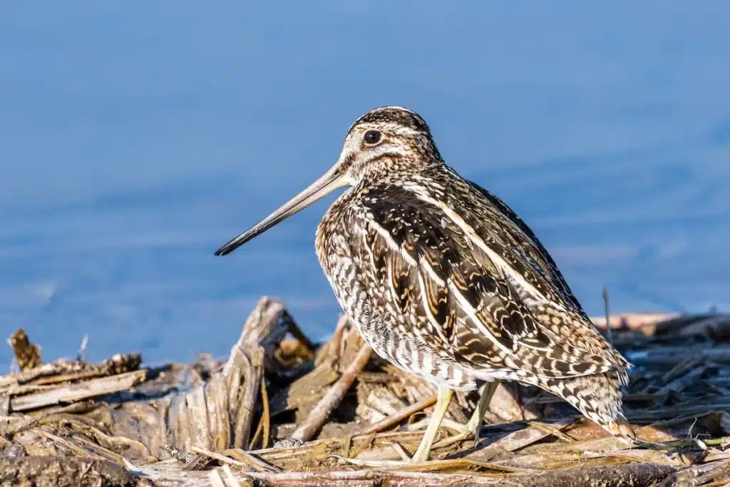 snipe bird in a wet place