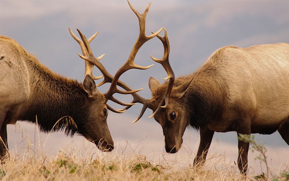 two elk fighting with their horns