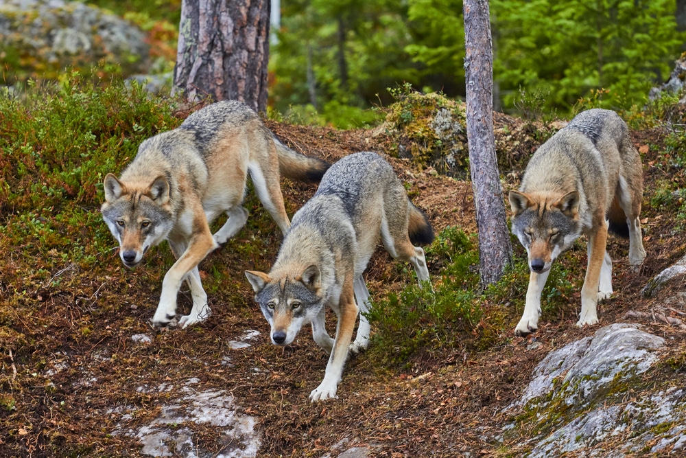 Wolves Wolf Pack Attacks On The Hunt