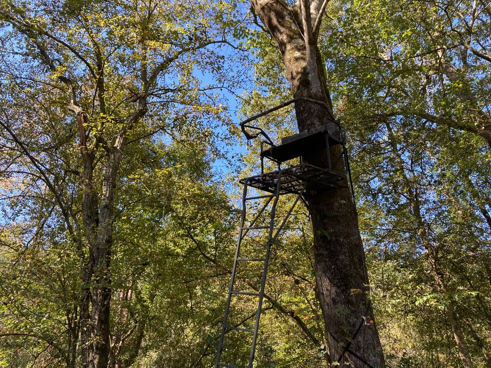 Pretty Green Trees And Hunters Stand