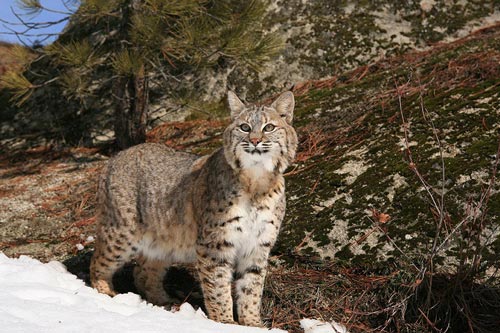 a bobcat in a snow