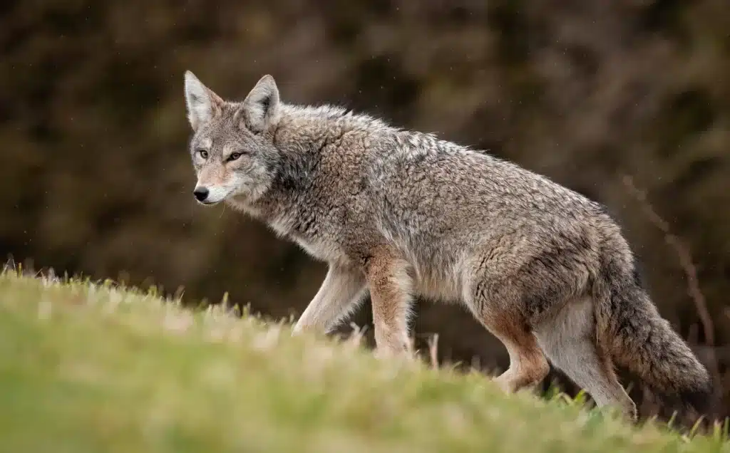 a brown color coyote walking