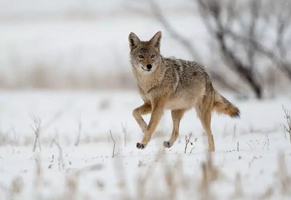 a coyote running in the snow