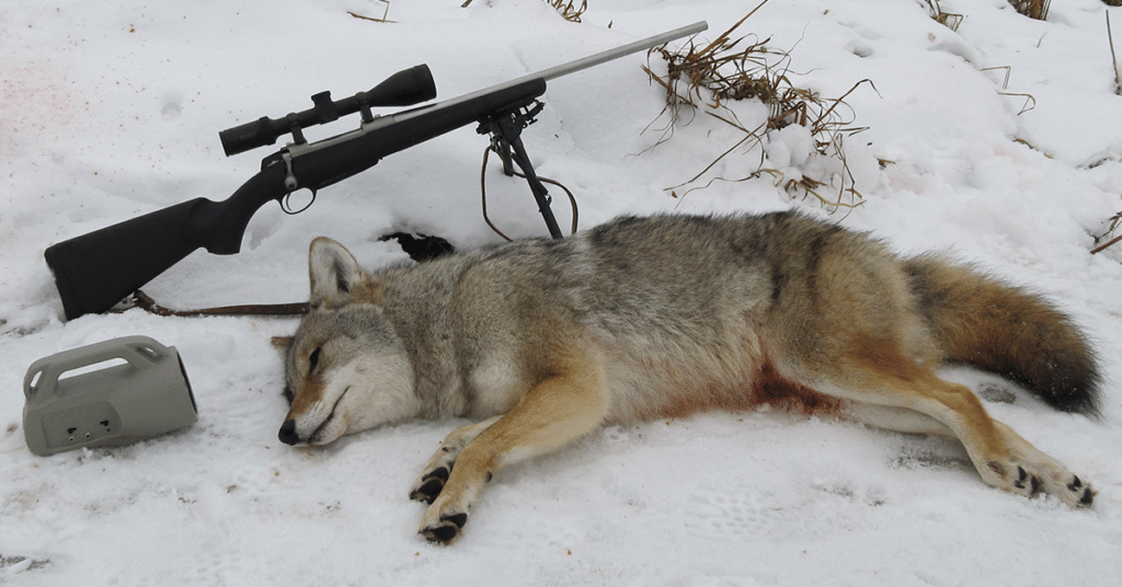 a dead hunted coyote along with the shooting gun in a snow