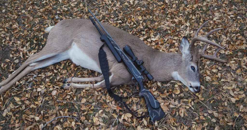 Using a shotgun for deer hunting may be a thrilling and satisfying activity. Although many hunters might automatically grab their deer rifles, there are additional advantages and obstacles when utilizing a shotgun, particularly in certain situations and ranges. Here are some thorough pointers to help you succeed in the field when using a gun to hunt deer. While there are many considerations when selecting a shotgun and bullets for deer hunting, several fundamentals must be kept in mind to guarantee efficiency and precision. Hunters prefer slug guns and other shotguns, especially while hunting deer. Slug barrels are essential because they are made to fire slugs, which have greater accuracy and range than birdshot or buckshot. Take the shotgun slug into consideration while choosing your gunpowder. The classic rifled slug and the sabot slug are the two main varieties. Sabot slugs are used with rifled barrels to increase precision and range because they are more precise. Conversely, rifled slugs are less accurate at long range yet perform well with smoothbore barrels. Hunters choose both 12 ga and 20 ga shotguns as gauge alternatives. Because of its controlled recoil, a 20 gauge shotgun is a good choice for deer hunting, especially for younger or smaller sportsmen. On the other hand, a 12 gauge shotgun is more powerful and favored due to its capacity to halt targets at greater ranges—up to 200 yards with the appropriate configuration. Understanding the Effective Range When using a shotgun to hunt deer, one must usually engage targets at a close range of no more than one hundred meters. Most successful shots happen at shorter ranges, while specific setups with rifled barrels and sabot slugs can increase this range to about 200 yards. You must hone your shooting techniques inside these ranges to guarantee morally righteous and practical kills. Accessories and Shotgun Setup a hunted deer alongwith the gun https://www.themeateater.com/hunt/firearm-hunting/5-gun-accessories-every-deer-hunter-should-own A ready shotgun is essential for effective deer hunting. To increase accuracy, consider getting a high-quality shotgun scope or sighting system. A hunting shotgun sling is also a great tool for carrying your gun comfortably on lengthy walks in the deer woods. A strong set of pistol slings is another essential accessory. These can be quite helpful when negotiating tough or dense terrain. Your shotgun will always be close to reach with a reliable sling that will free up your hands for other chores. Shooting Methods The right shooting technique is essential whether you’re using a semi-automatic or bolt-action shotgun. To maximize accuracy, a right-handed hunter should maintain a firm stance, the correct grip, and regulated breathing. Practice shooting from a variety of angles because real-world situations frequently call for adaptability. Using Buckshot and Slugs Due to its restricted range and spread pattern, a shotgun loaded with buckshot is generally not advised for deer hunting, even though it is effective for predator hunting. Instead, concentrate on using slugs, which have greater accuracy and power. Having both buckshot and slug bullets handy can be helpful in scenarios where you may encounter coyotes ,deer and elks. In the vast wilderness, elk hunting demands strategy and skill akin to mastering the art of deer hunting with a shotgun. Patience becomes paramount as you stalk through the forest, aligning your shot with precision and timing. Embrace the challenge of navigating rugged terrain, channeling the essence of nature’s rhythm to seize the elusive majesty of the elk amidst the wilderness’s tapestry. Using a shotgun to hunt coyotes a man with the hunted deer along with the gun in his hand https://www.petersenshunting.com/editorial/handgun-hunt-for-whitetail-deer/466615 Compared to hunting deer, shotgun hunting coyotes necessitates a distinct strategy. Coyote hunting with a shotgun is usually conducted at very close ranges, usually less than 50 yards. For this use, a buckshot-loaded shotgun works incredibly well, providing a broad spread that raises the likelihood of a hit. Those who use shotguns for deer and predator hunting should always have extra buckshot shells. Practice and Preparation Gaining proficiency with a shotgun during deer hunting requires consistent practice. Become familiar with the feel and functionality of your shotgun, whether it’s a slug gun or a multipurpose one that can fire several kinds of ammo. Furthermore, familiarize yourself with the topography of your hunting area to plan efficient movement and placement. Think about visiting a shooting range to practice with various kinds of ammunition. This will enable you to make more accurate shots in the field by helping you understand the ballistic characteristics of the slugs or buckshot you have selected. To ensure you are ready for any eventuality, practice shooting from various angles and distances by simulating hunting scenarios. Ethical Hunting In hunting, ethical considerations are important. To prevent injuring animals needlessly: Make sure your shots fall inside your shotgun’s effective range. Use patience and wait for clear broadside shots to maximize the chances of a clean kill. Before entering the field, ensure you have the required licenses, permits, and tags and abide by the local hunting laws. Getting Ready for the Chase a hunter along with the hunted deer https://midwestoutdoors.com/hunting/working-mans-deer-hunting-setup/ Choosing the appropriate equipment is only one aspect of preparation. Make sure you are prepared for the demands of hunting and in good physical shape. Being physically tired after spending long hours in the deer woods can make staying focused and productive during the hunt easier. Wear clothes suited for the weather, layering them to stay dry and warm. Camouflage apparel is also necessary to blend in with the surroundings and evade detection by deer and other wildlife’s sharp senses. Remember to include necessities like a knife, first aid kit, and enough food and water to last you through your hunting trips. Monitoring and Scouting Good scouting is frequently the first step towards successful hunting. Scout the area you intend to hunt before the hunting season begins. Look for deer activity indicators, including tracks, droppings, and tree rubs. Knowing the deer tendencies and habits in your hunting region will help you set up for maximum success. Once in the field, find the deer by using your tracking abilities. Proceed at a leisurely pace while remaining silent and vigilant for any movements or noises that could signal the deer’s presence. It might occasionally take hours or even days to capture a clear shot, so persistence and patience are essential. Adapting to Conditions a hunted deer https://www.deeranddeerhunting.com/content/articles/slug-gun-hunting-from-past-to-present Weather and terrain can significantly impact hunting success. Be ready to modify your plans of action in response to the circumstances you face. For instance, vision and deer behavior might be impacted by precipitation or snowfall. Move considerably more slowly and pay close attention to sound in such circumstances. Different strategies are also needed for hunting in open fields versus dense forests. You’ll probably be shooting at closer ranges and navigating around obstacles in a forest. You may have longer shots but less cover in open fields, so you must be more strategic in stalking and placement. Conclusion Is a shotgun suitable for deer hunting? Indeed. Shotgun deer hunting is a special challenge that may yield very satisfying results with the appropriate planning and skill. Every step is important for your success, from choosing the suitable shotgun and ammo to perfecting your shooting skills and realizing the effective range. Prioritize ethical hunting techniques at all times, practice frequently, and arm yourself with the appropriate equipment. These pointers can help you become a more proficient and responsible hunter, whether navigating the deer woods or adjusting to close-quarters confrontations.