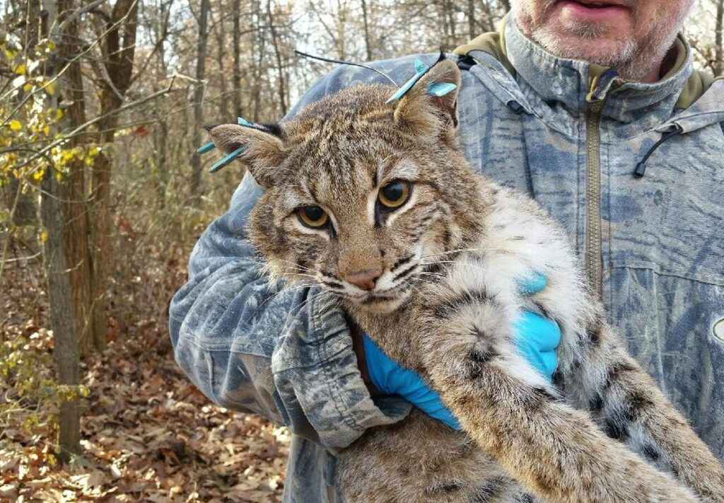 a man with the hunted bobcat