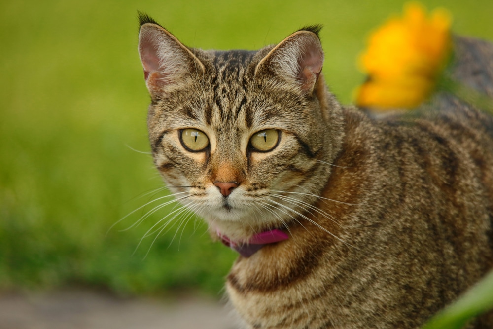 Pixie Bob Cat Hunting In The Village