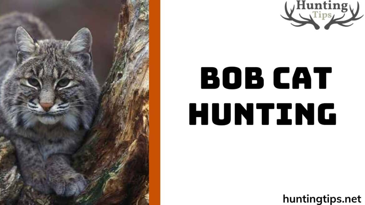 bob cat hunting bob cat hunting