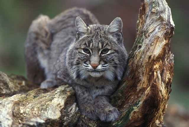 bobcat on a tree branch