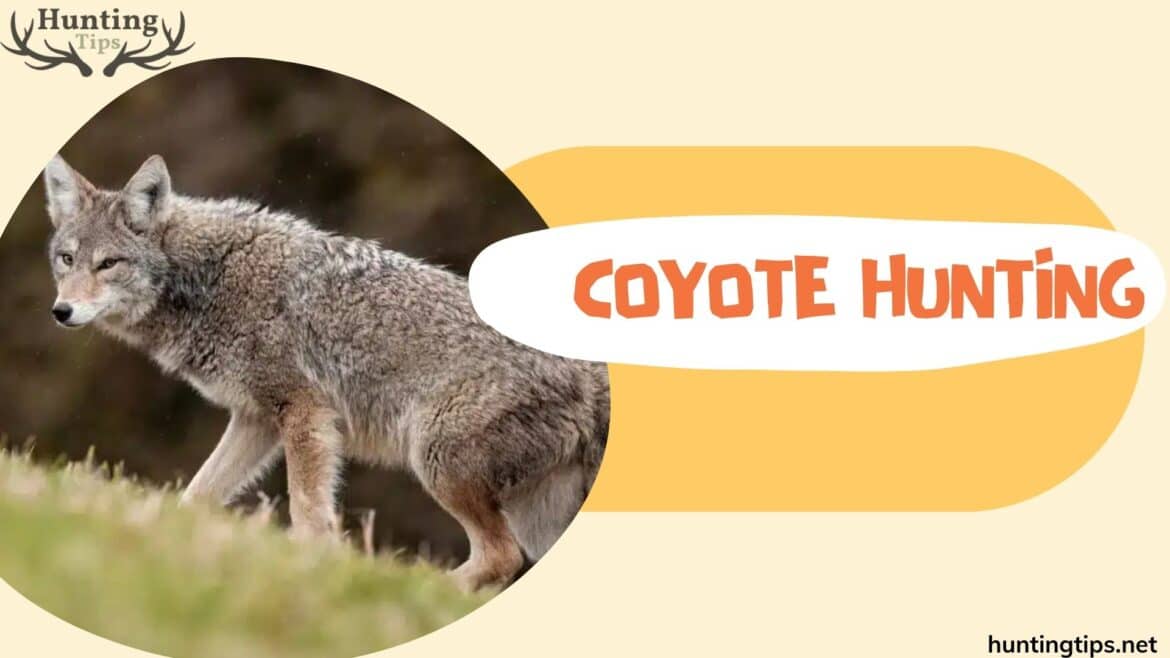 coyote hunting