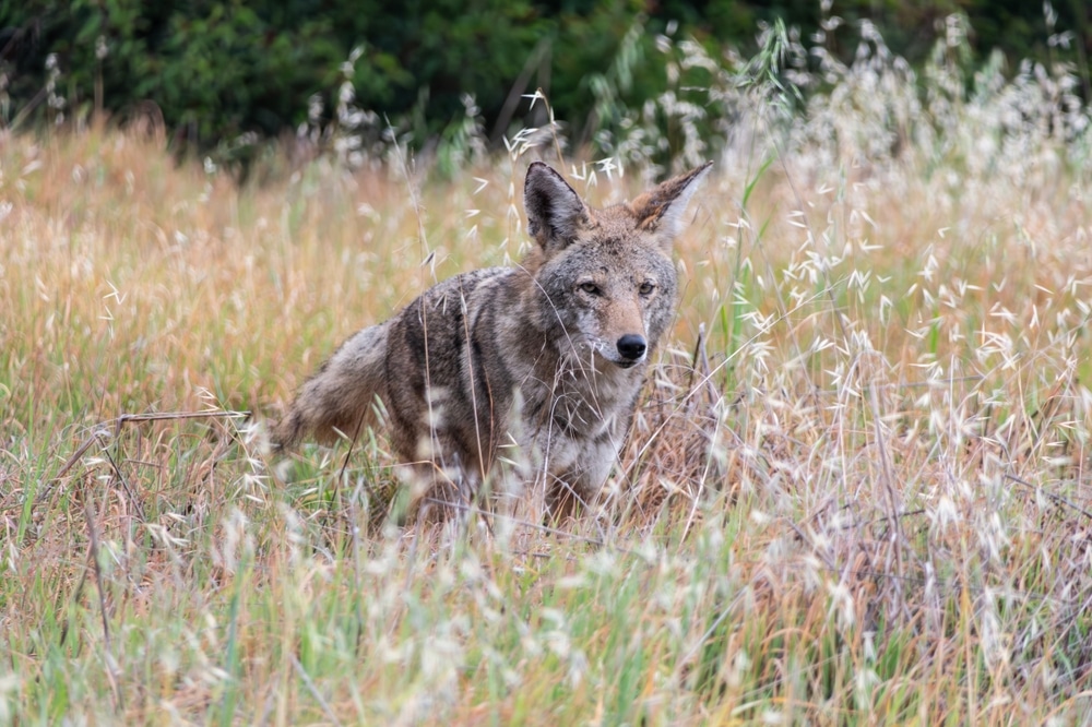 Old Coyote Hunting Birds In Meadow At Santa Susana Pass